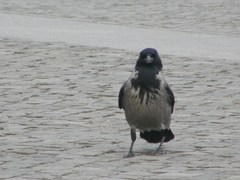 Corvus cornix