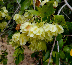 Pteleopsis myrtifolia