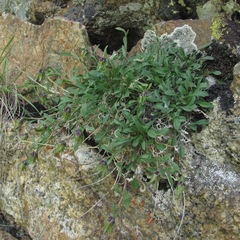 Campanula saxifraga