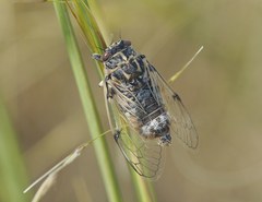 Cicadatra platyptera