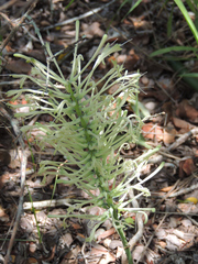 Sansevieria concinna