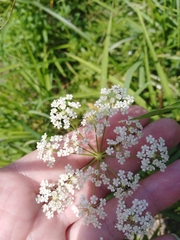 Sium latifolium