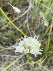 Allium stellerianum