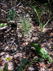 Sansevieria concinna