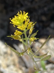 Draba demareei