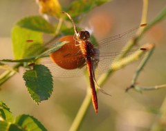 Sympetrum meridionale