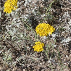 Psilostrophe gnaphalodes