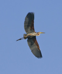 Ardea purpurea