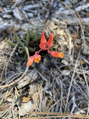 Dudleya pauciflora