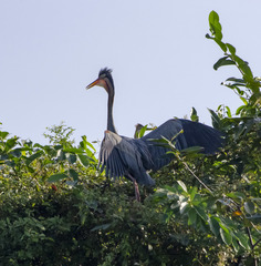 Ardea purpurea