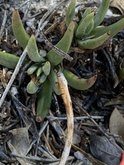 Dudleya pauciflora