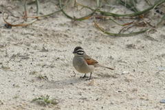 Emberiza capensis capensis