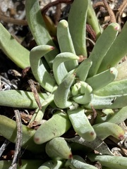 Dudleya pauciflora