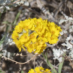 Psilostrophe gnaphalodes