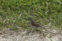 Emberiza capensis capensis