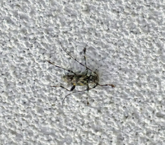 Acanthocinus obsoletus