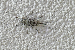 Acanthocinus obsoletus
