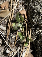 Dudleya pauciflora