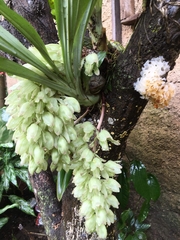Clowesia russelliana