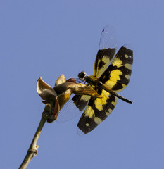 Rhyothemis variegata