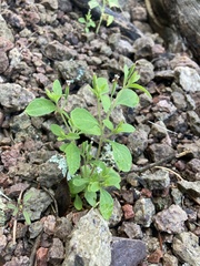 Stevia micrantha