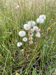 Erigeron lonchophyllus
