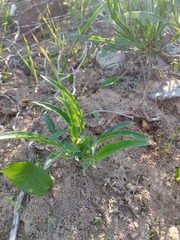 Pelargonium ellaphieae