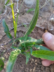 Pelargonium ellaphieae
