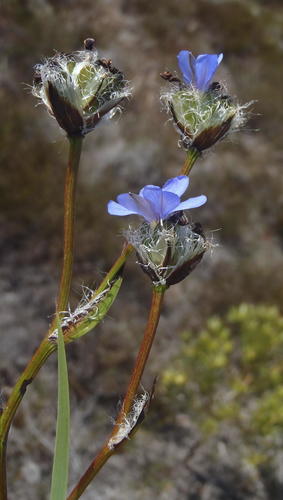 Aristea africana, photograph 3