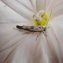 Scythris limbella