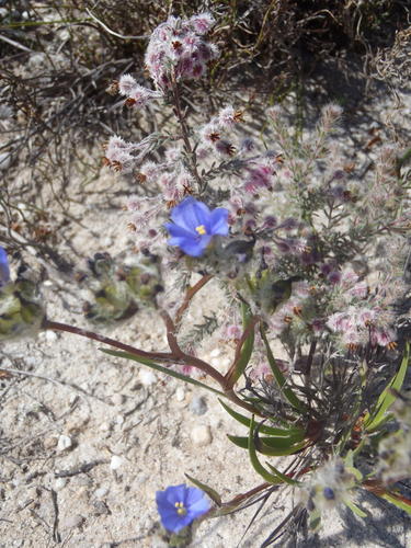 Aristea africana, photograph 4