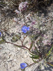 Aristea africana, photograph Nicola van Berkel, CC BY-SA, iNaturalist via GBIF