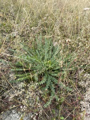 Oxytropis microphylla