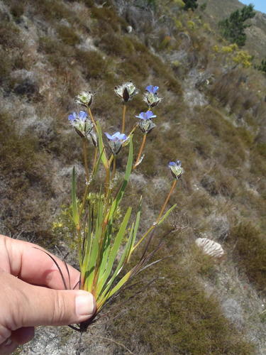 Aristea africana, photograph 5