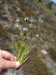 Aristea africana, photograph Nicola van Berkel, CC BY-SA, iNaturalist via GBIF