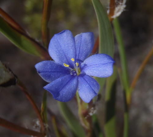 Aristea africana, photograph 6