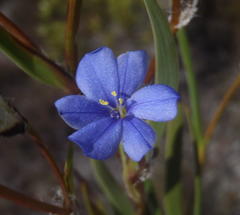 Aristea africana, photograph Nicola van Berkel, CC BY-SA, iNaturalist via GBIF