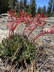 Dudleya pauciflora
