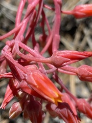 Dudleya pauciflora