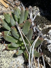 Dudleya pauciflora