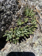 Dudleya pauciflora