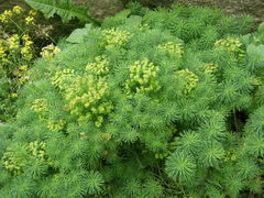 Euphorbia cyparissias