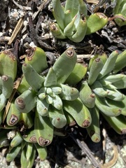 Dudleya pauciflora