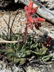 Dudleya pauciflora