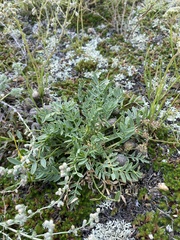 Oxytropis leucotricha