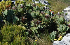 Protea grandiceps