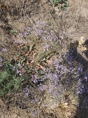 Limonium gmelinii