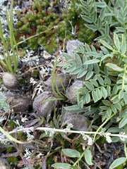 Oxytropis leucotricha