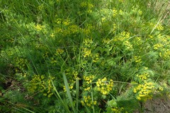 Euphorbia cyparissias