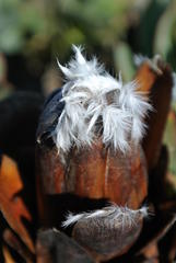 Protea grandiceps
